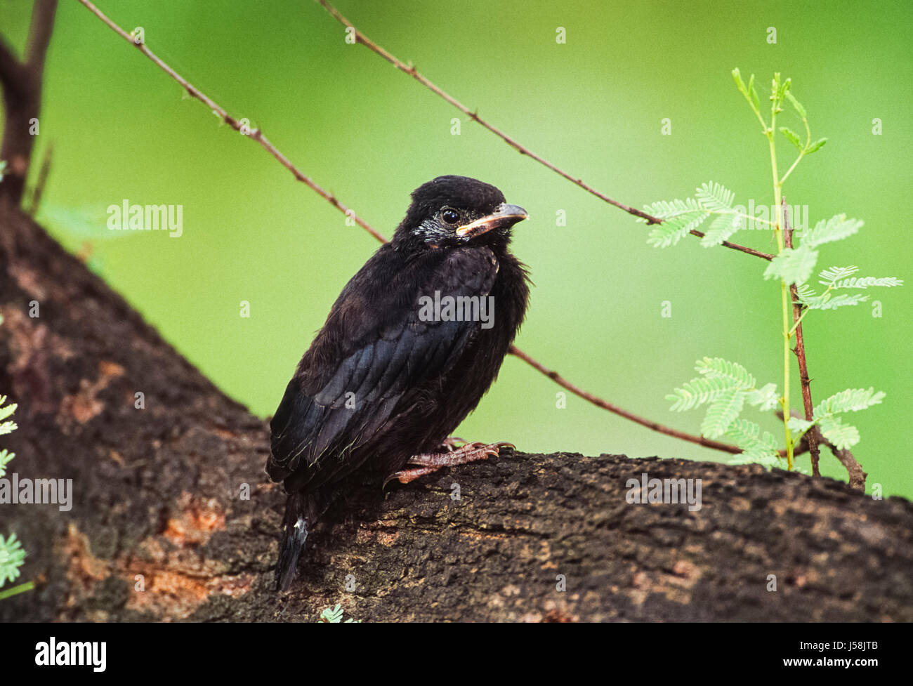 Schwarzer Drongo junge, Dicrurus Macrocercus thront auf Zweig, Keoladeo Ghana Nationalpark, Bharatpur, Rajasthan, Indien Stockfoto