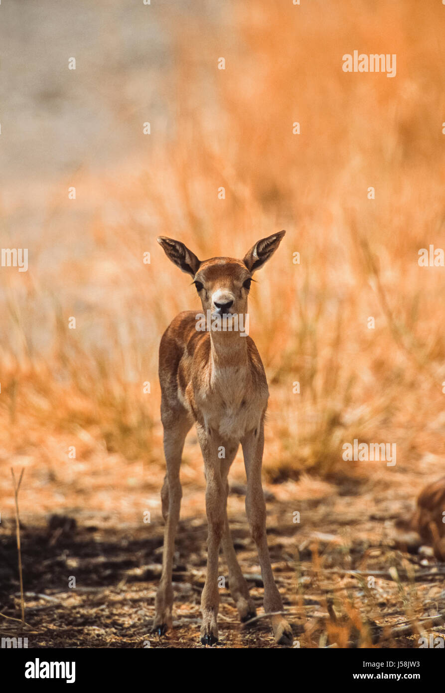 Indische Blackbuck, magische Cervicapra, Blackbuck Nationalpark, Velavadar, Gujarat, Indien Stockfoto