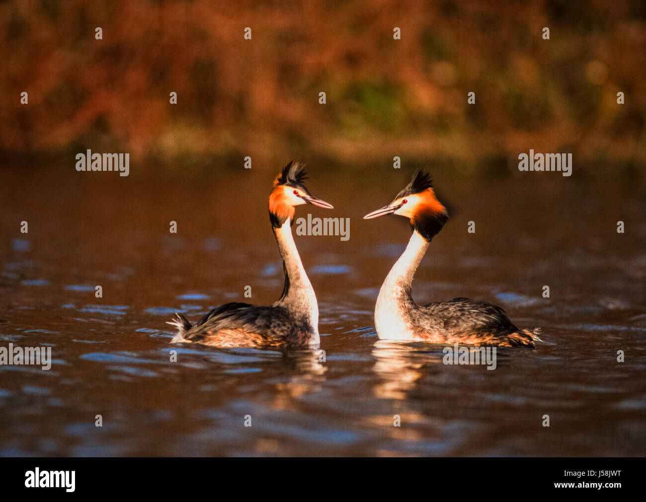 Haubentaucher, Podiceps Cristatus, Regents Park, London, Vereinigtes Königreich Stockfoto