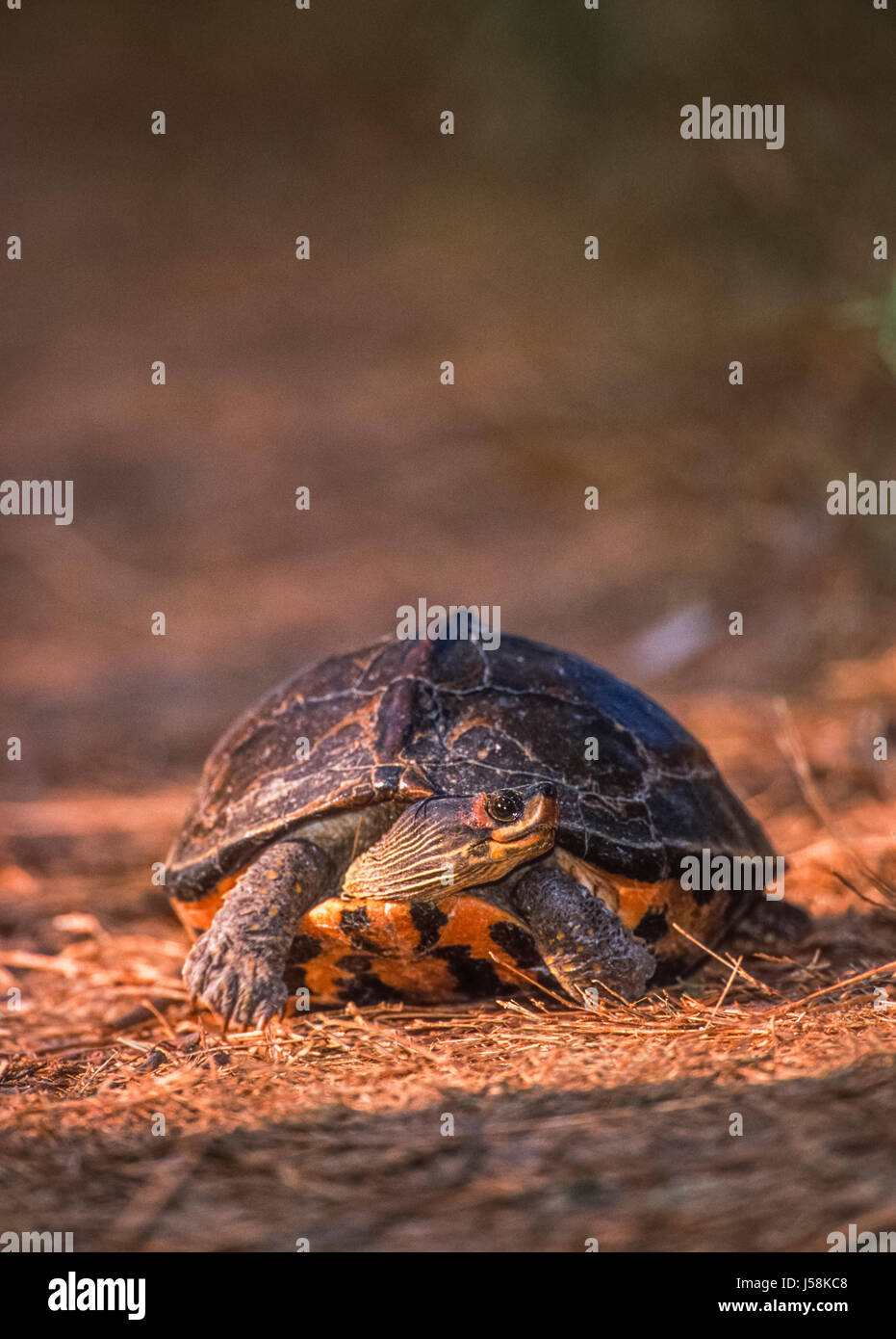 Indische überdachte Schildkröte, (Kachuga tecta), Keoladeo Ghana National Park, Bharatpur, Rajasthan, Indien Stockfoto