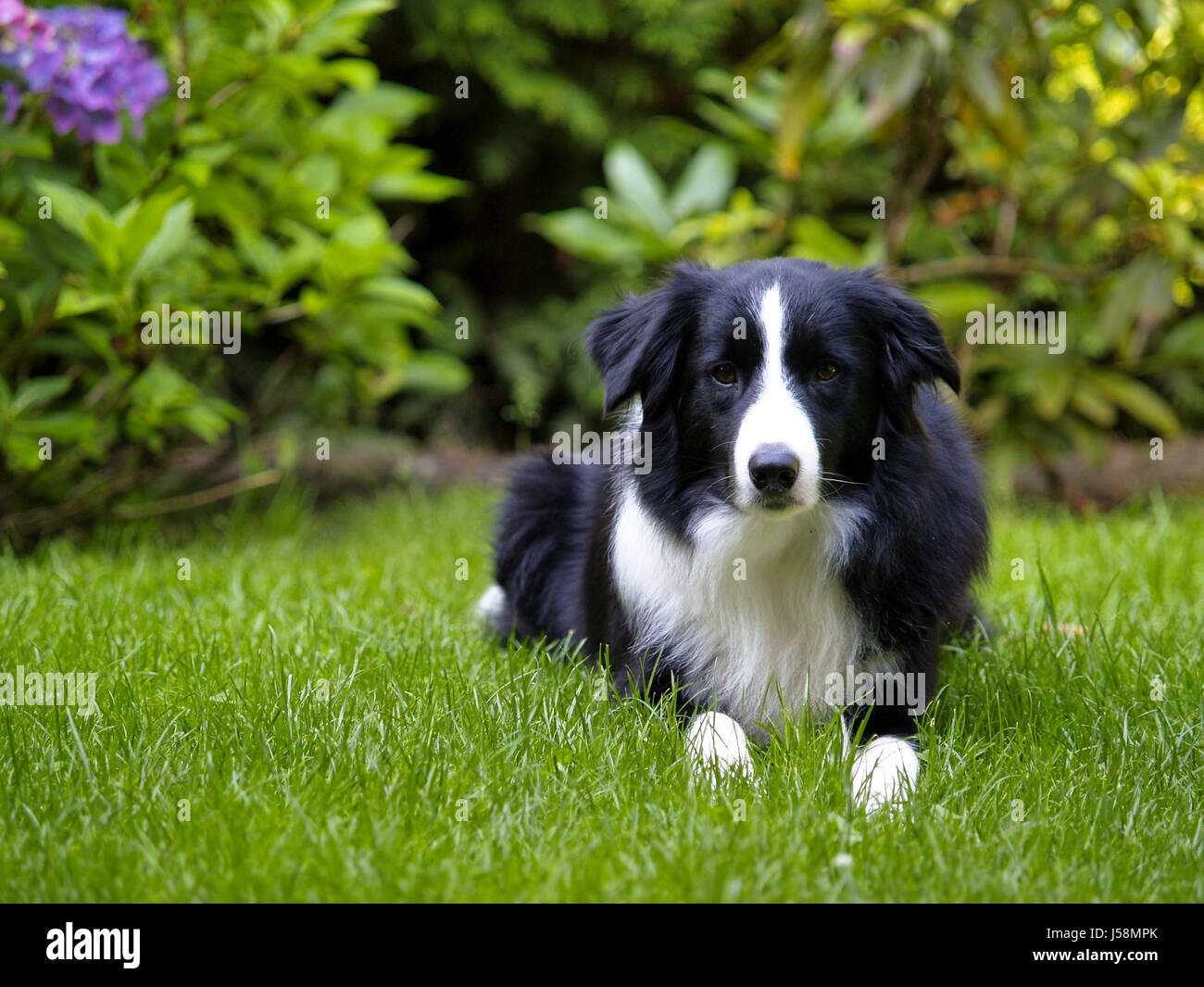 Garten Haustier Hund Standort erschossen Hund aufpassen, Aufmerksamkeit Gärten Rüde guard Stockfoto