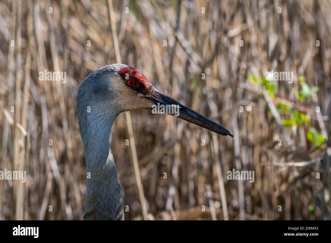 Porträt einer Sandhill Crane (Antigone canadensis) Erwachsenen. Stockfoto