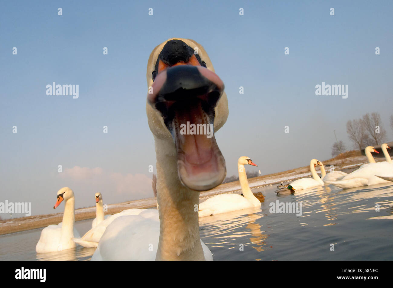 Schwan mit big mouth Stockfoto