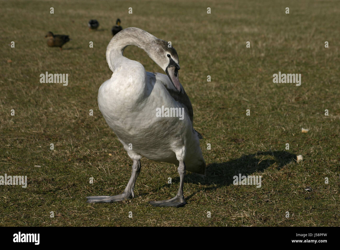 Schwan Stockfoto