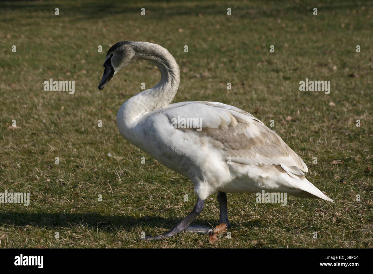 Park Winter Vogel grün Glanz strahlt helles lucent Licht ruhige helle sonnige Stockfoto