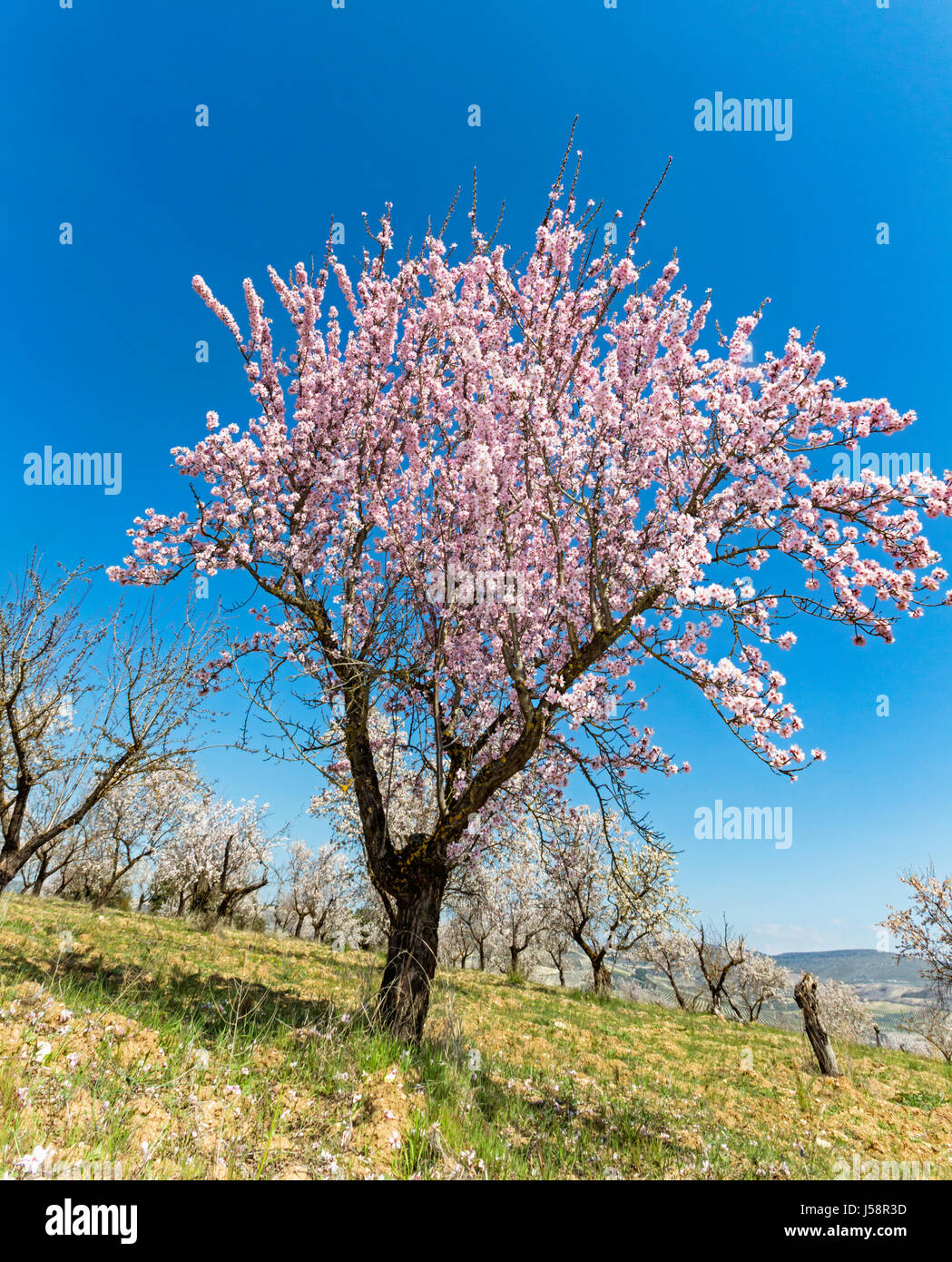 Mandelbäume in voller Blüte. Prunus Amygdalus. In der Nähe von Arenas del Rey, Provinz Granada, Andalusien, Südspanien. Stockfoto