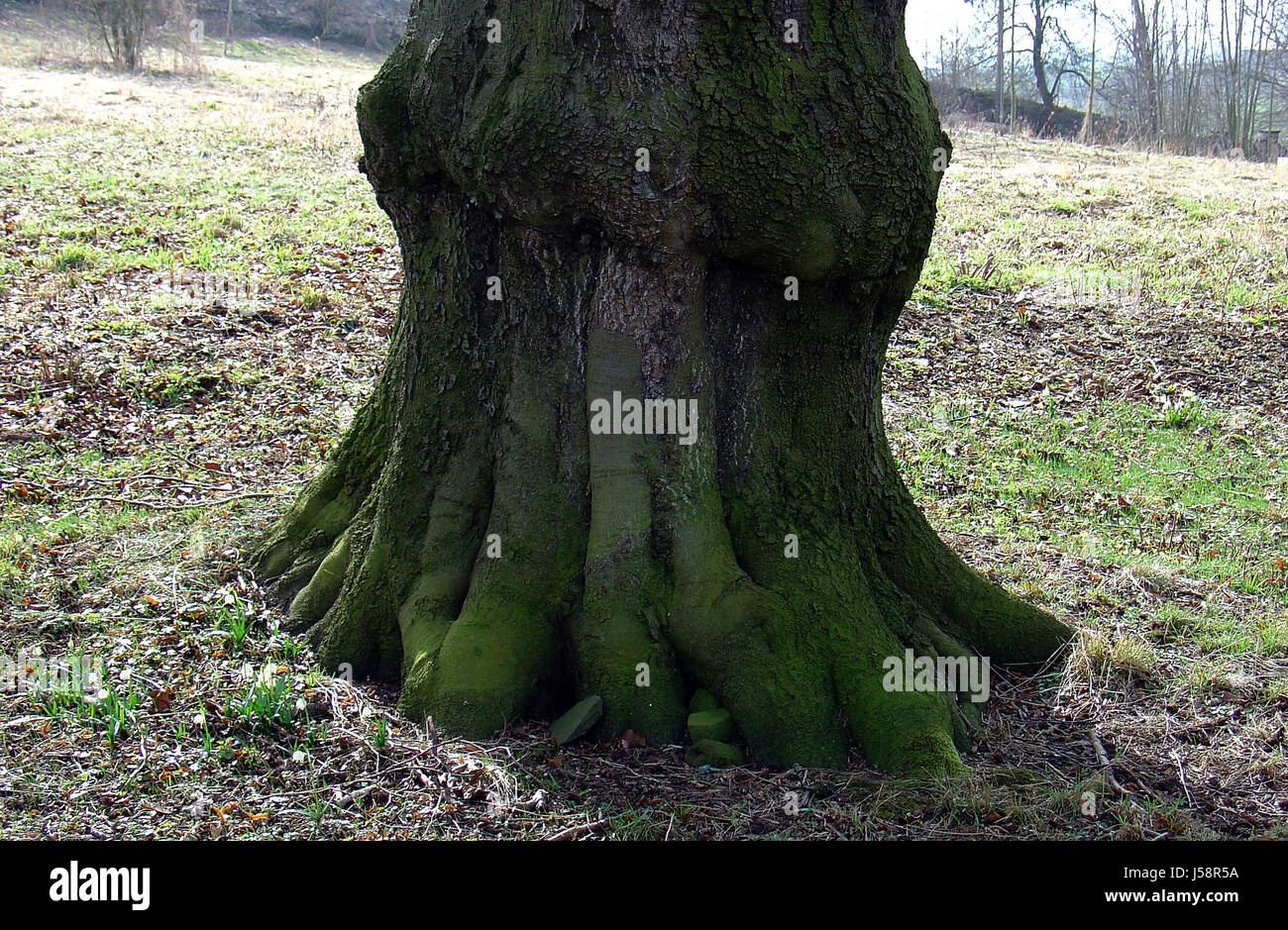 Baum, grün, Stamm, Moos, Umfang, Durchmesser, Dicke, alte Stockfoto
