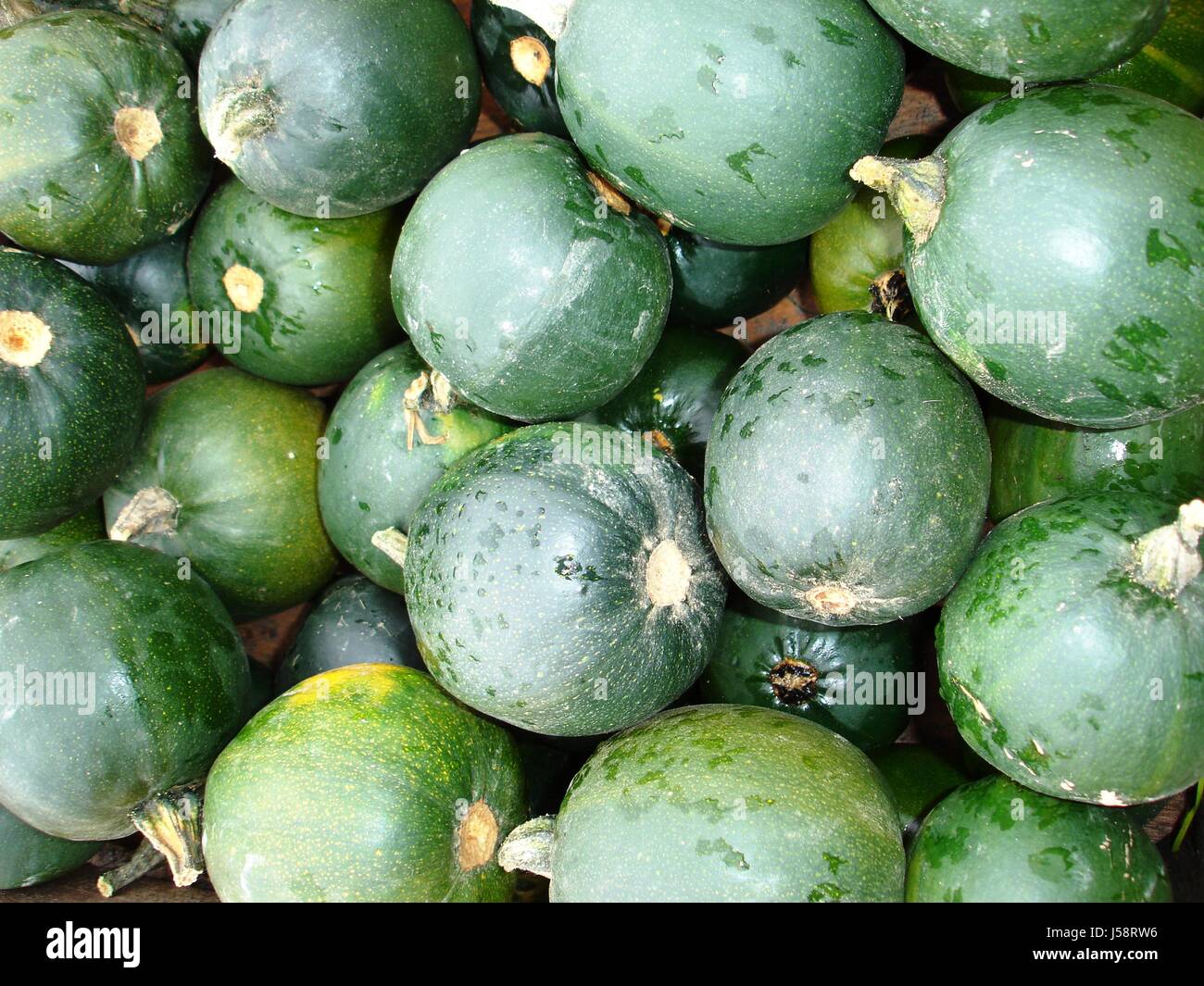 Grün, Halloween, Kürbisgewächse, Kürbis, Herbst Oktober, Herbst, Kuerbis, kuerbisse Stockfoto