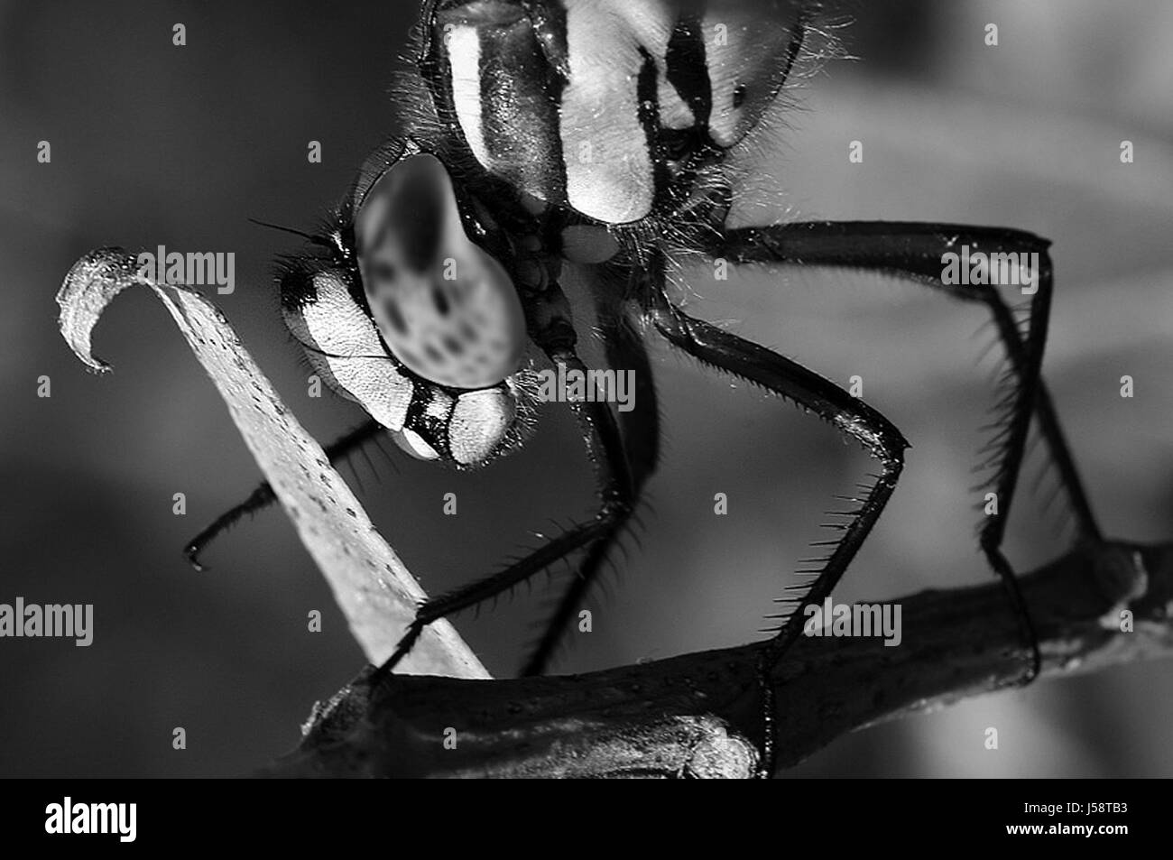 Makro Nahaufnahme Makro Aufnahme hautnah Ansicht Humor Insekten Tiere Augen in der Nähe Stockfoto