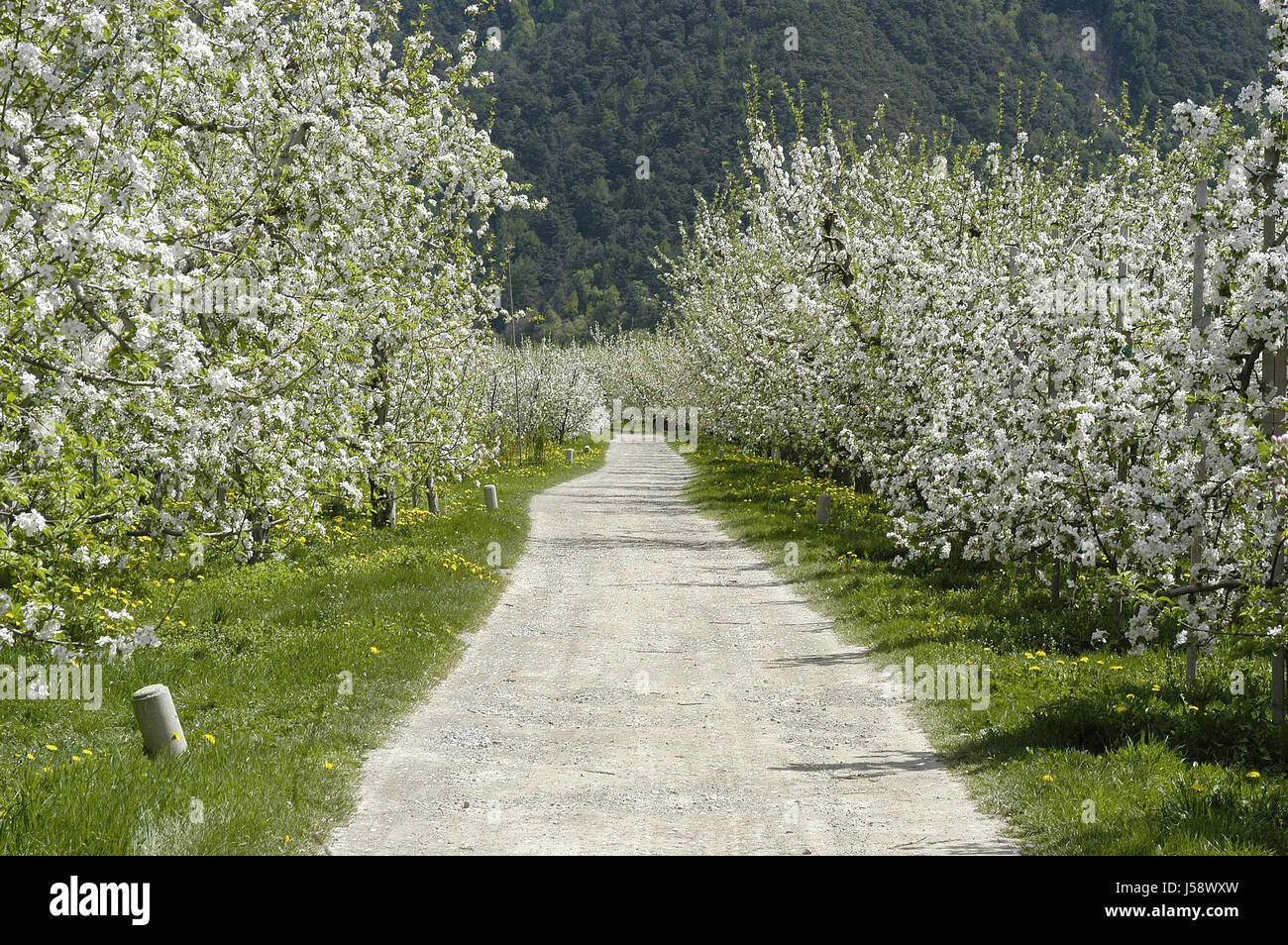 Blüte Blüten blühen blühende Landwirtschaft Landwirtschaft Süd Tirol Frühling Obst Stockfoto