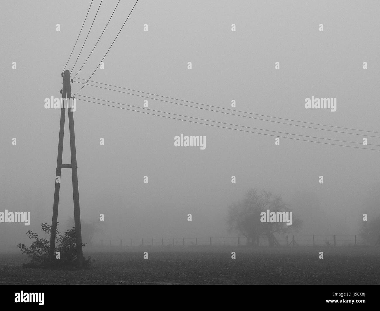 Baum Bäume Nebel bw Tor Taille Gürtel November Telefonmast Wiese Rasen Stockfoto