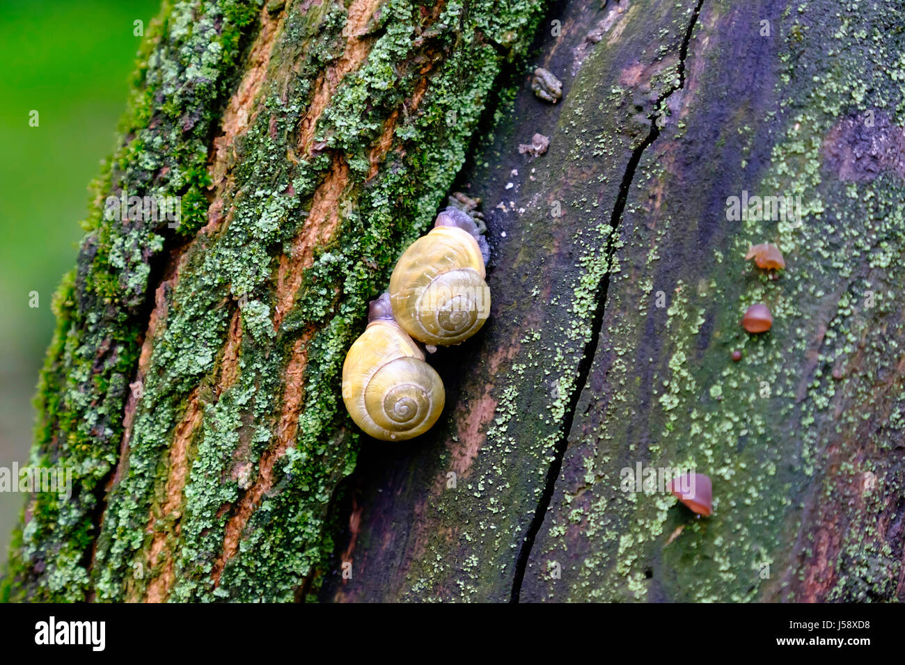Land-Schnecke auf den moosbewachsenen Baumrinde. Stockfoto
