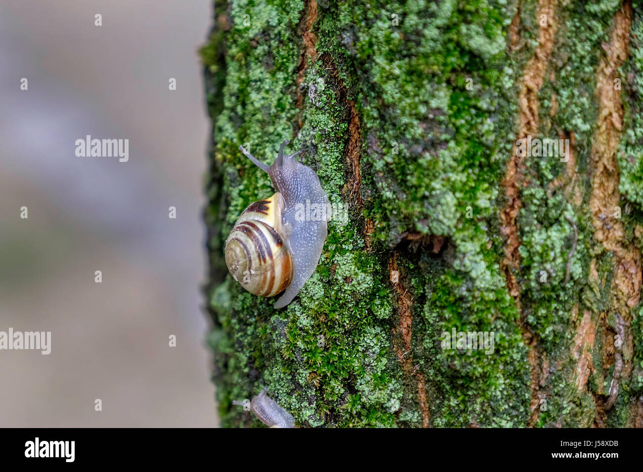 Land-Schnecke auf den moosbewachsenen Baumrinde. Stockfoto