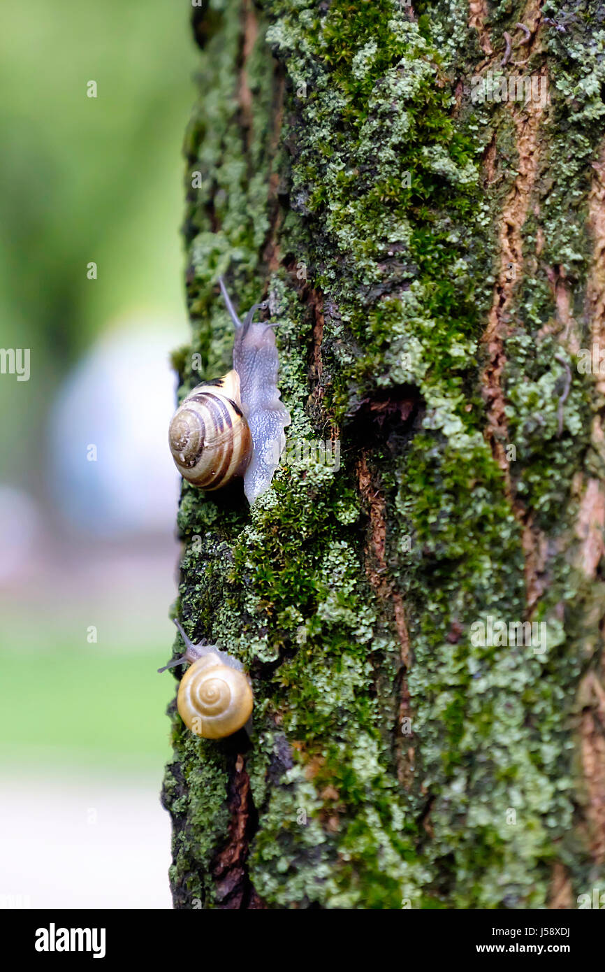 Land-Schnecke auf den moosbewachsenen Baumrinde. Stockfoto