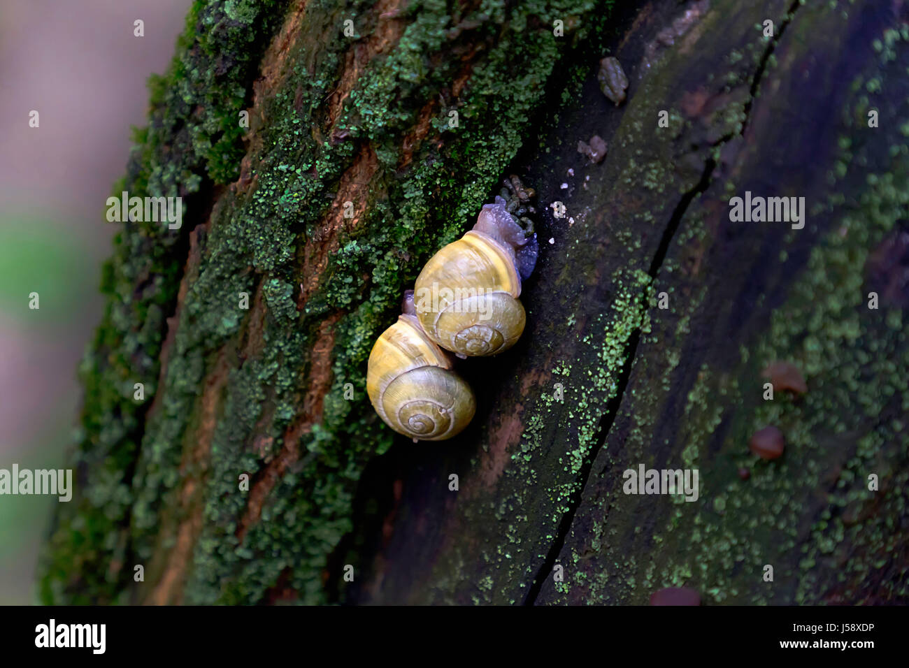 Land-Schnecke auf den moosbewachsenen Baumrinde. Stockfoto