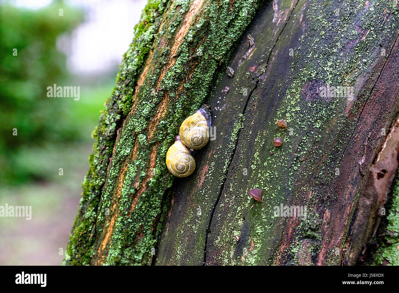 Land-Schnecke auf den moosbewachsenen Baumrinde. Stockfoto