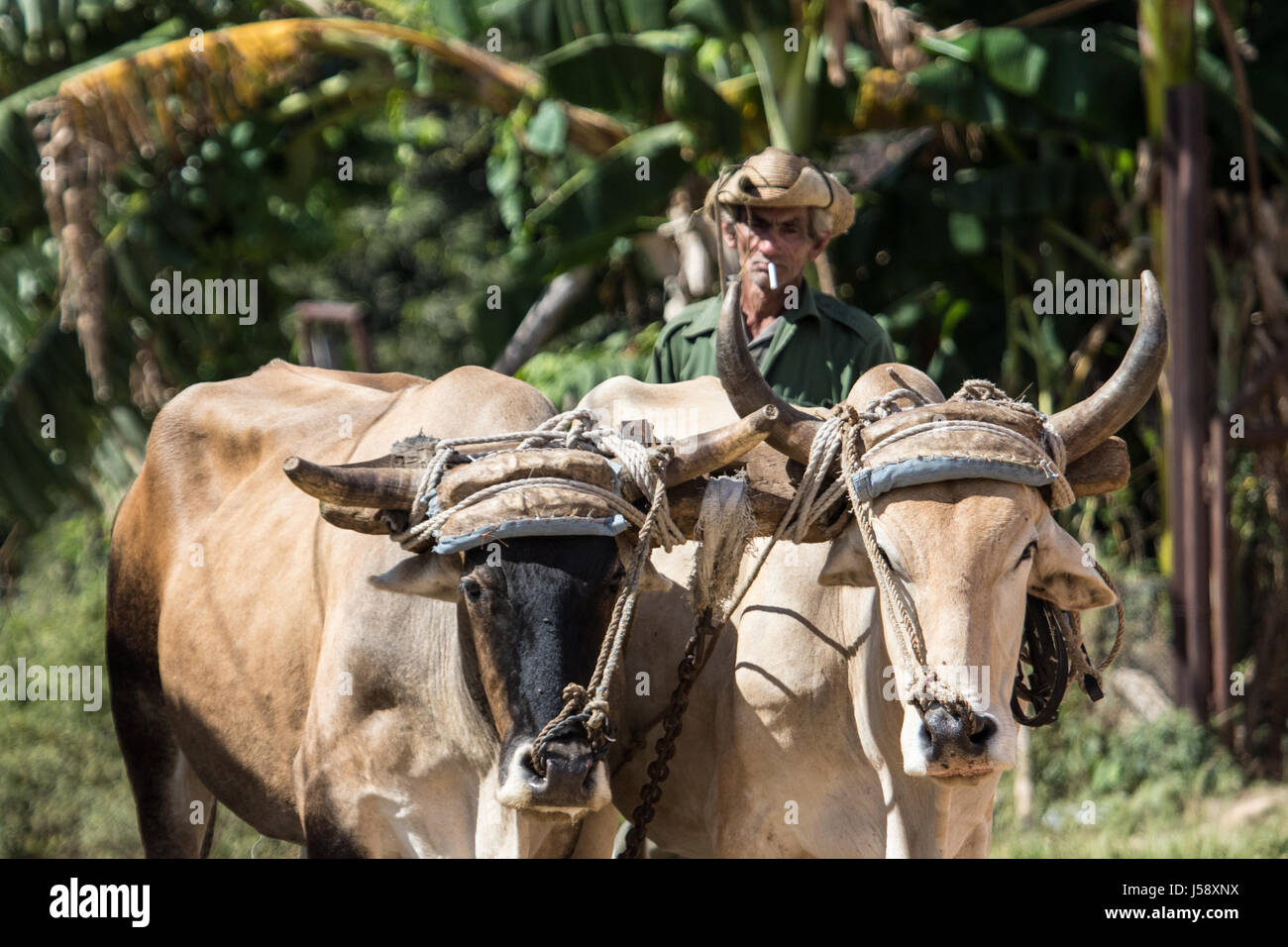 Ochsen ein Fahrer in Cienfuegos, Kuba Stockfoto