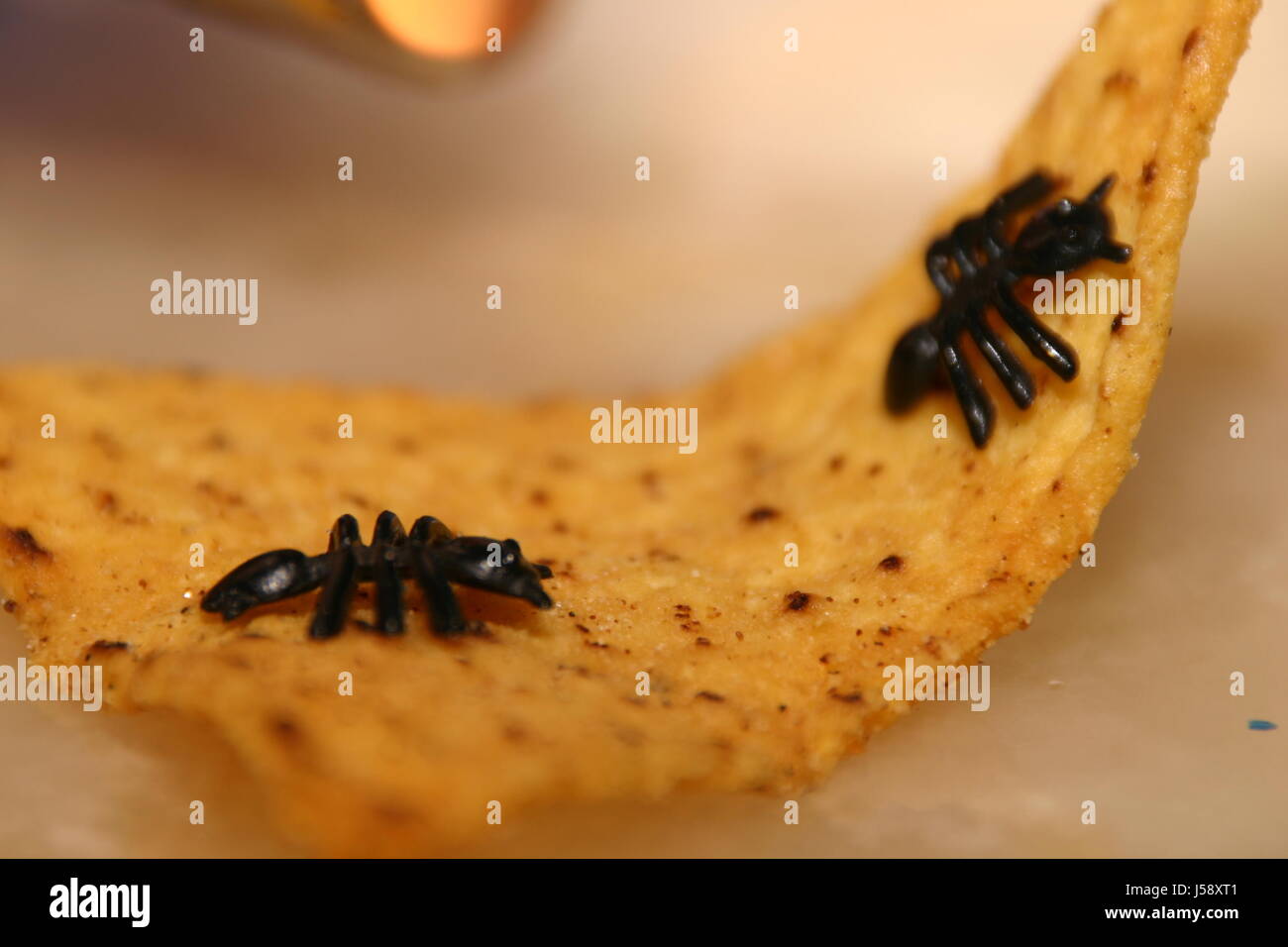 Witz Termiten gefälschte Studie Fete Inspiration plötzliche Eingebung dachte Essen Stockfoto