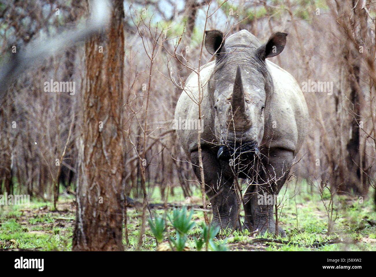 Nationalpark Dürre Nashorn Rhinoceros Breitmaulnashorn sd Afrika Rsa krger Stockfoto