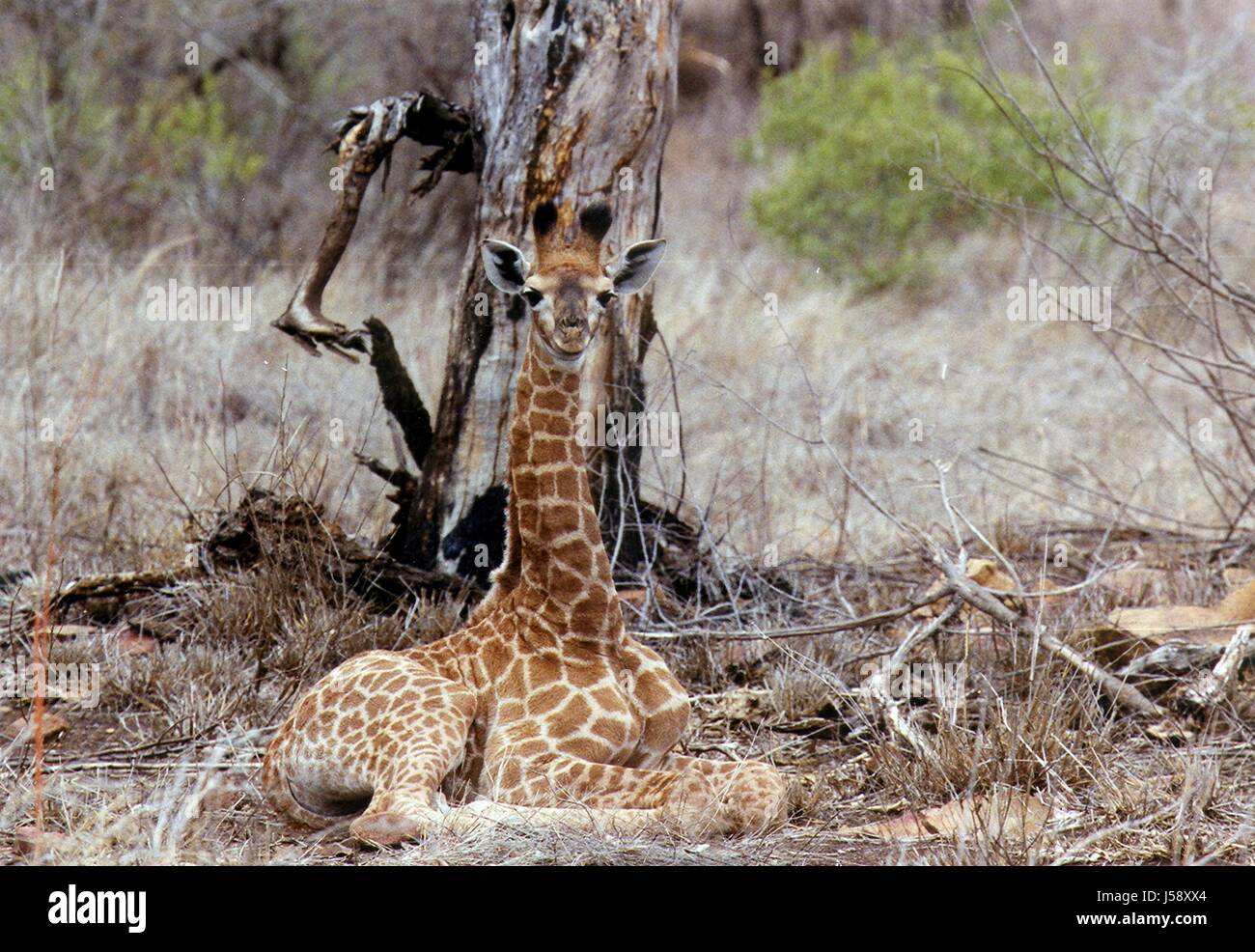 Nationalpark Giraffe Dürre Giraffenbaby sd Afrika Rsa Krger nationalpark Stockfoto