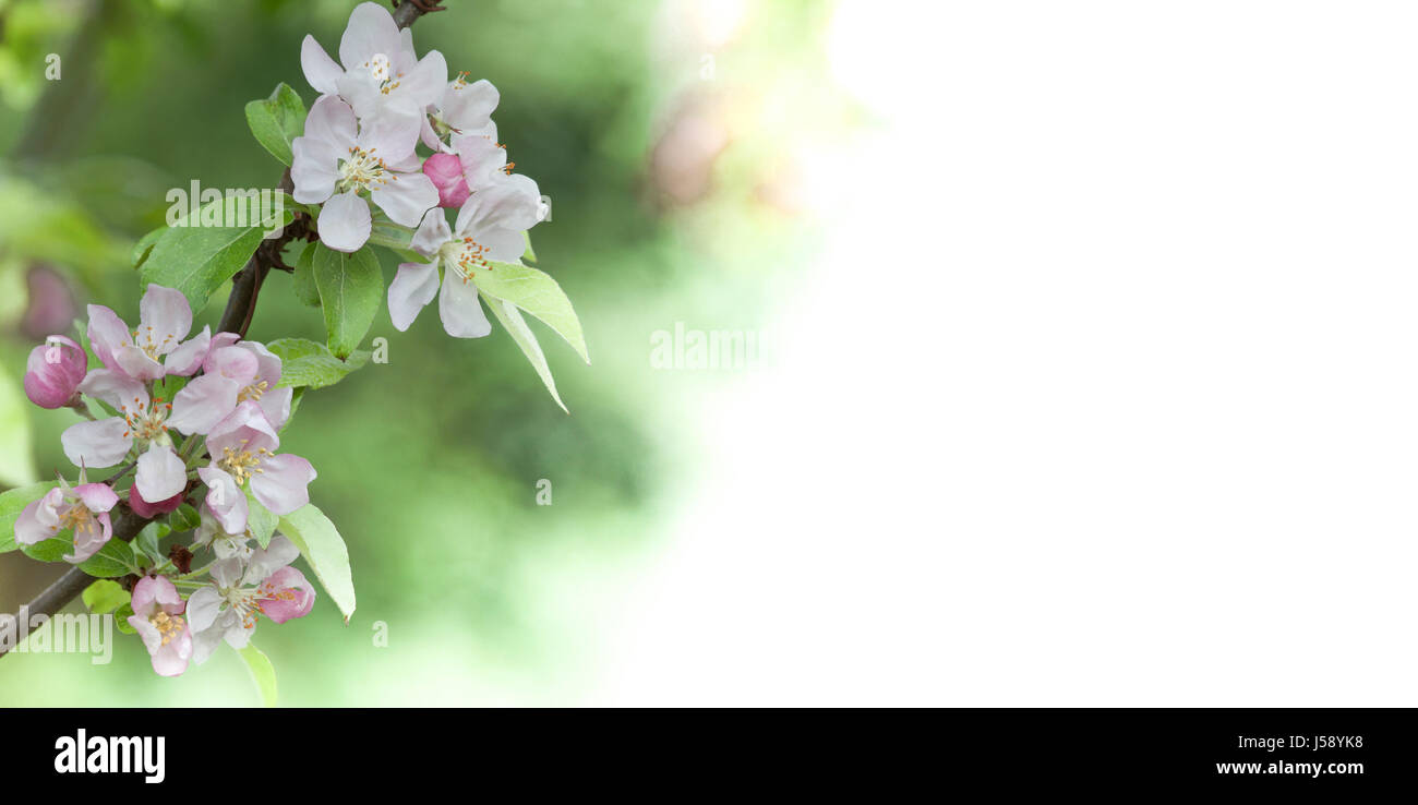 Design für Floristen Visitenkarte? Stockfoto