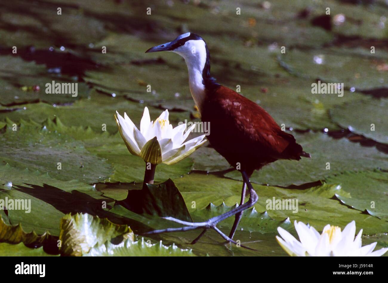 Wasser Vogel lässt Vögel Südafrika Wasserrose Rsa Krger Nationalpark Stockfoto