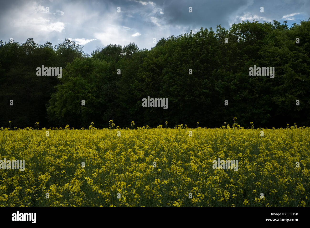 Rapsfeld und blauer Himmel mit Wolken Stockfoto