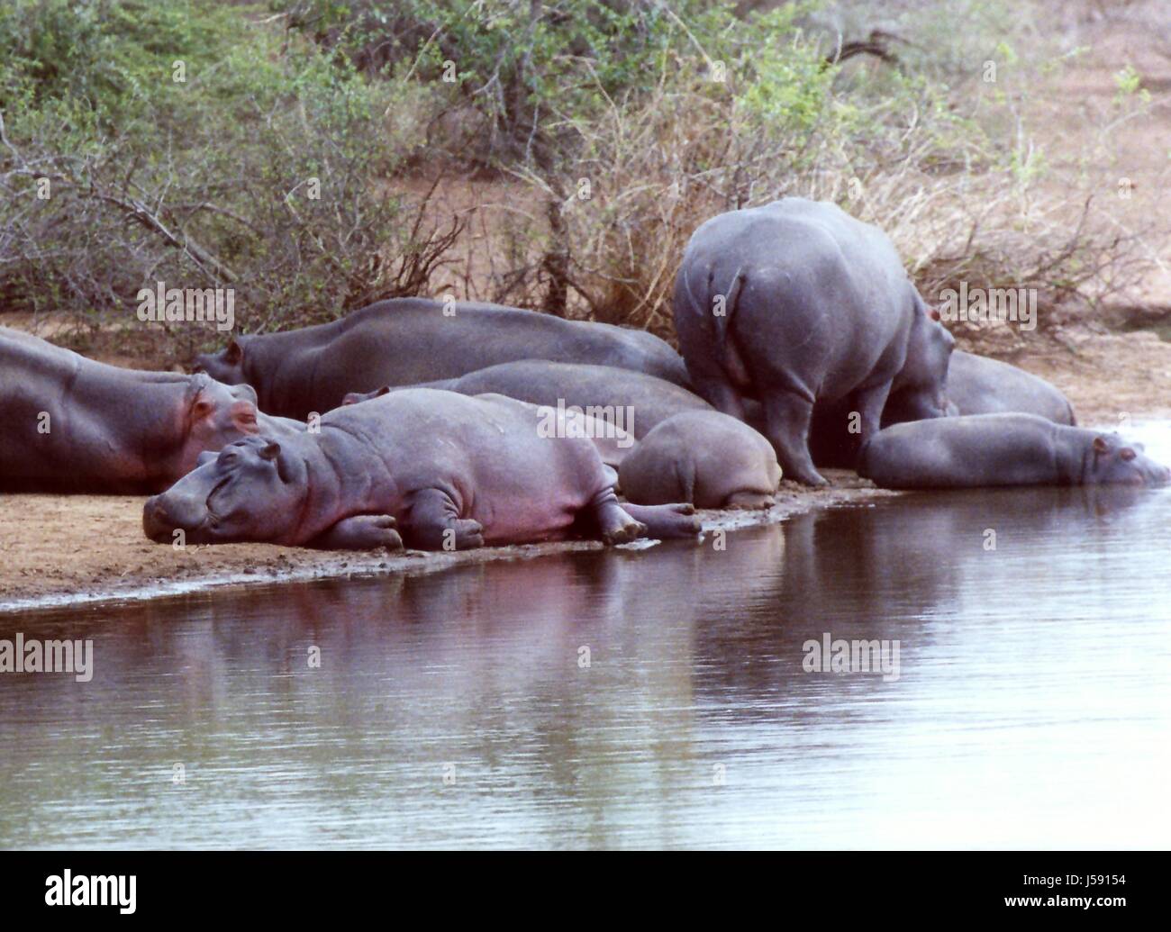 Südafrika Aquatics Nilpferd Hippo Fluss Wasser Pause Rest pause Flusspferde Stockfoto