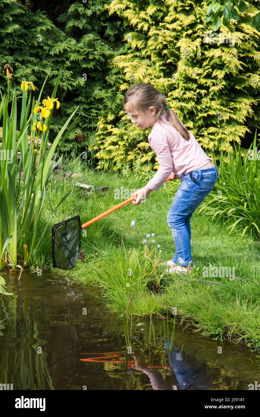 Vier Jahre alten Mädchen Teich eintauchen, Kaulquappen und andere Wildtiere in einem Netz, Garten Tierwelt Teich zu fangen versuchen. Sussex, UK. Mai Stockfoto