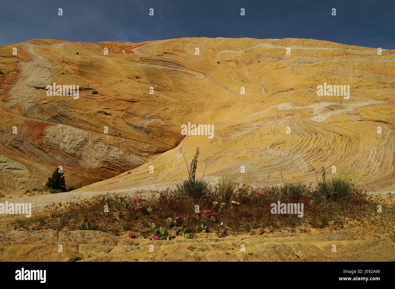 blauer Usa Rock Sandstein Strukturen Vegetation Farbe Denes orange Firmament Himmel Stockfoto