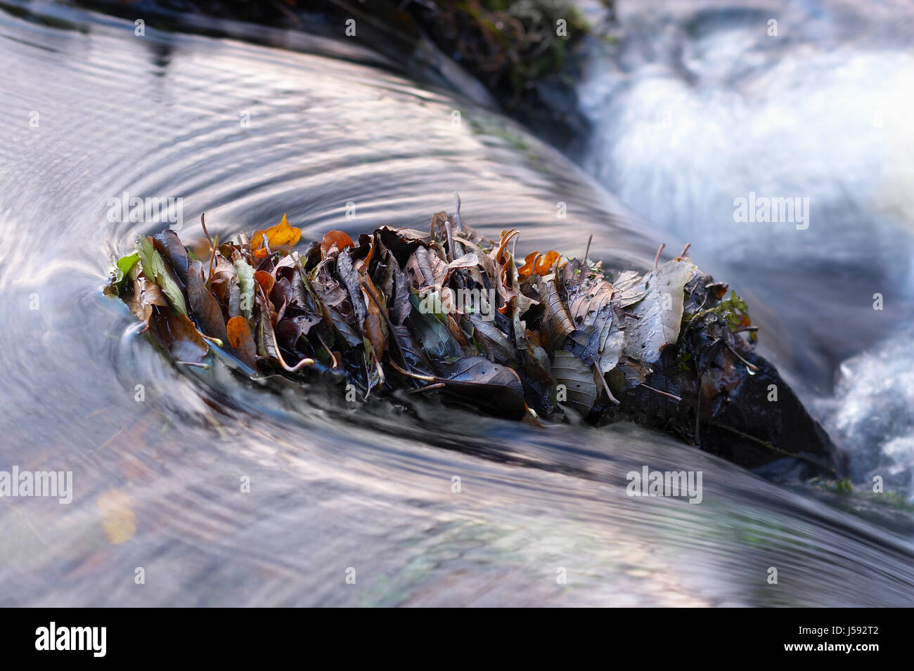 Blatt-Stapel vor einem Felsen in den Strom der Schmalen aue Stockfoto