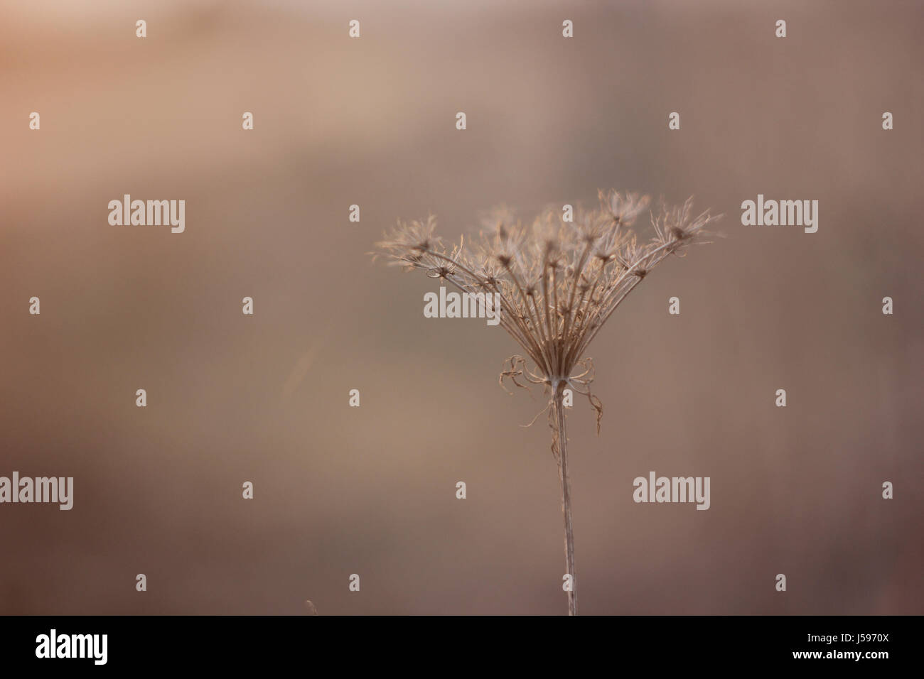 Trockene Blume Nahaufnahme Stockfoto