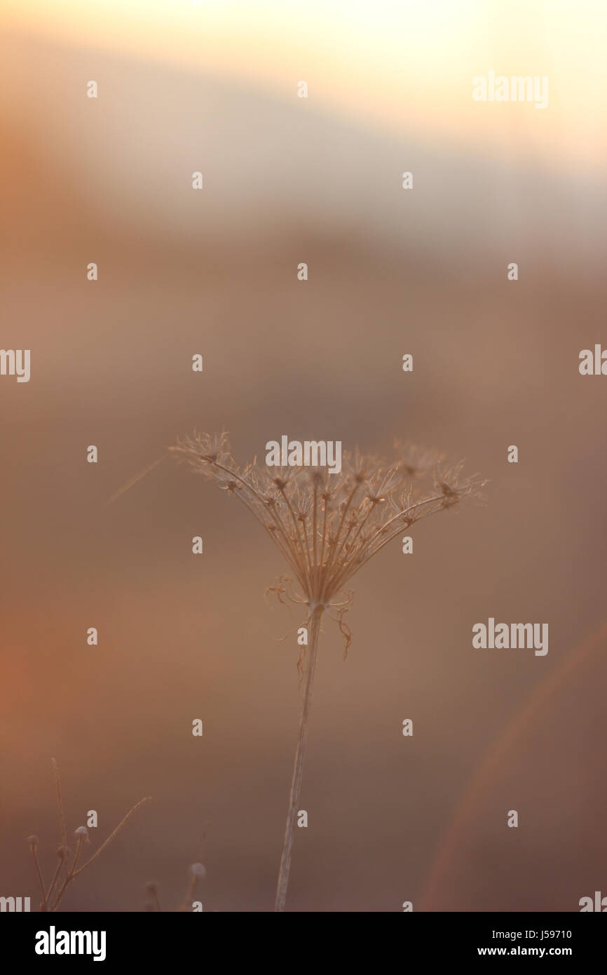 Trockene Blume Nahaufnahme Stockfoto