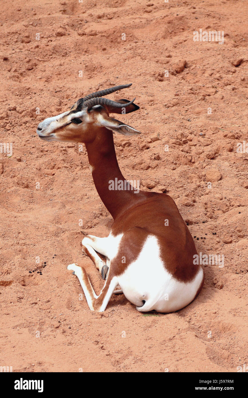 Afrikanische Antilope, mhorr Gazelle Stockfoto