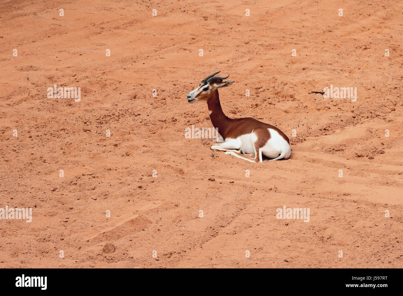 Afrikanische Antilope, Gazelle mhorr. Biopark, Valencia, Spanien Stockfoto