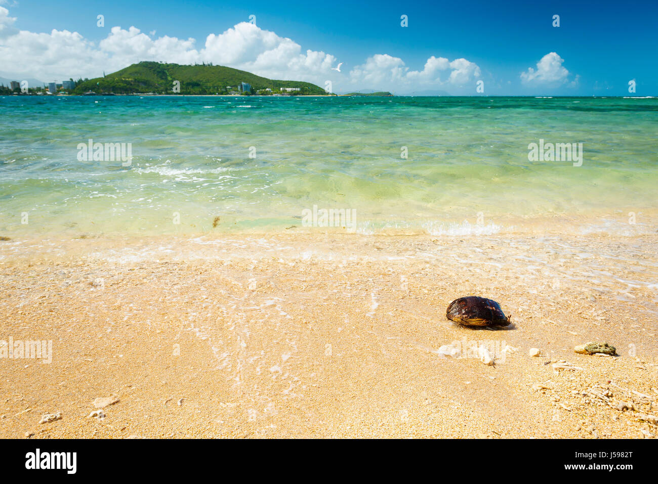 Heißer Sommer-Strand-Szene in tropischen Noumea, Neukaledonien mit Kokosnussschalen auf sand Stockfoto