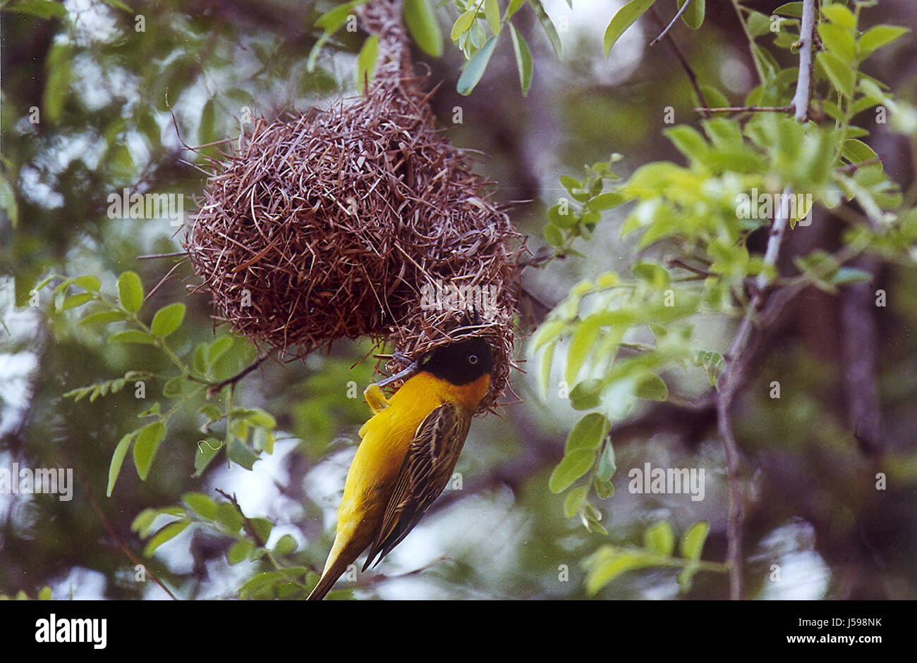Vogel-Nationalpark Vögel nisten Dürre gelb sd Afrika sar Krger nationalpark Stockfoto