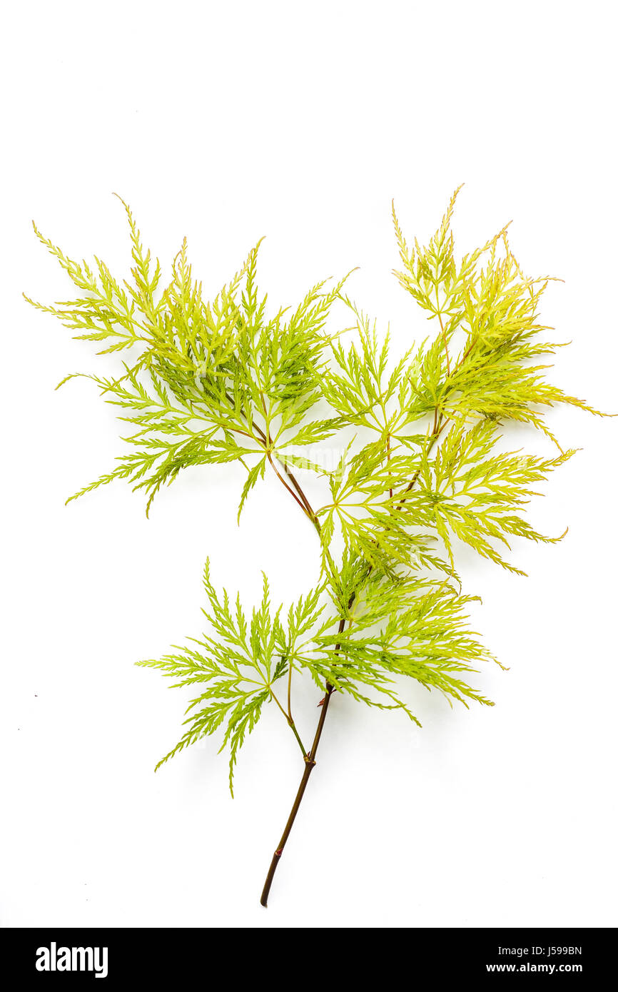 Zarte Grren und gelbe Blätter eines Baumes acer Stockfoto