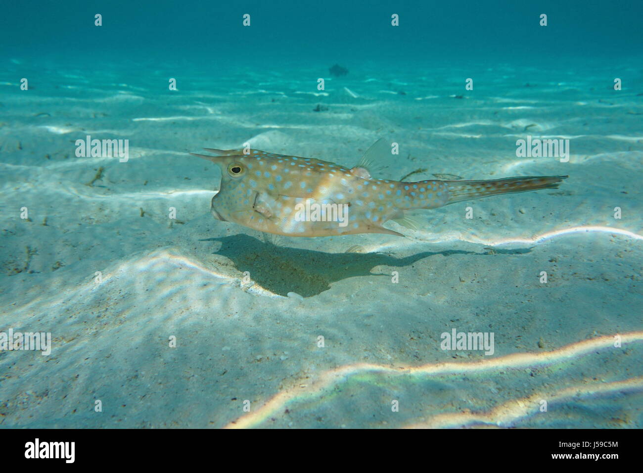 Tropische Fische Longhorn Surfschulen, Lactoria Cornuta, unter Wasser in der Lagune von Bora Bora, Pazifik, Französisch-Polynesien Stockfoto