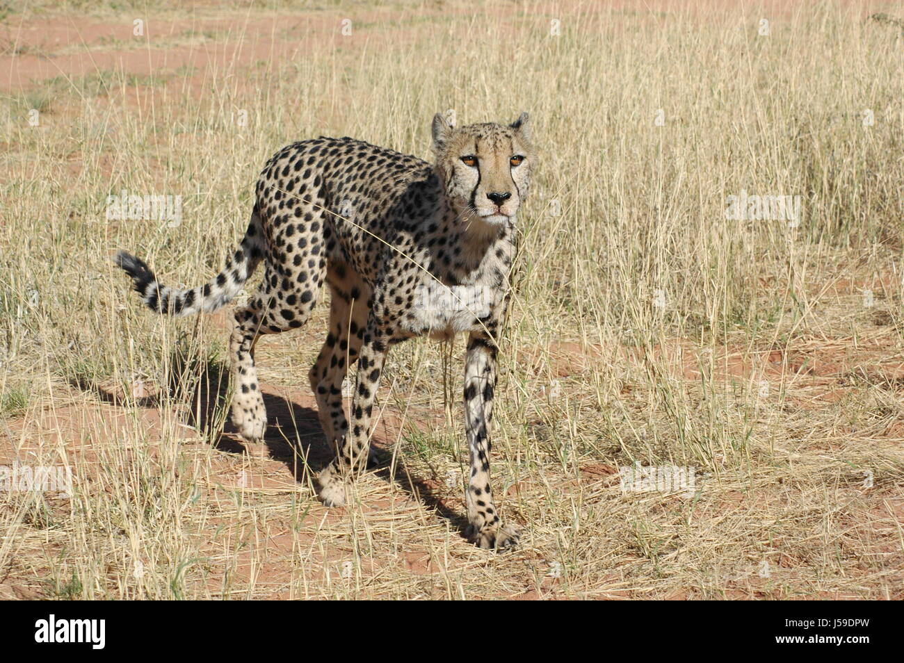 Gepard Gibt acht Stockfoto