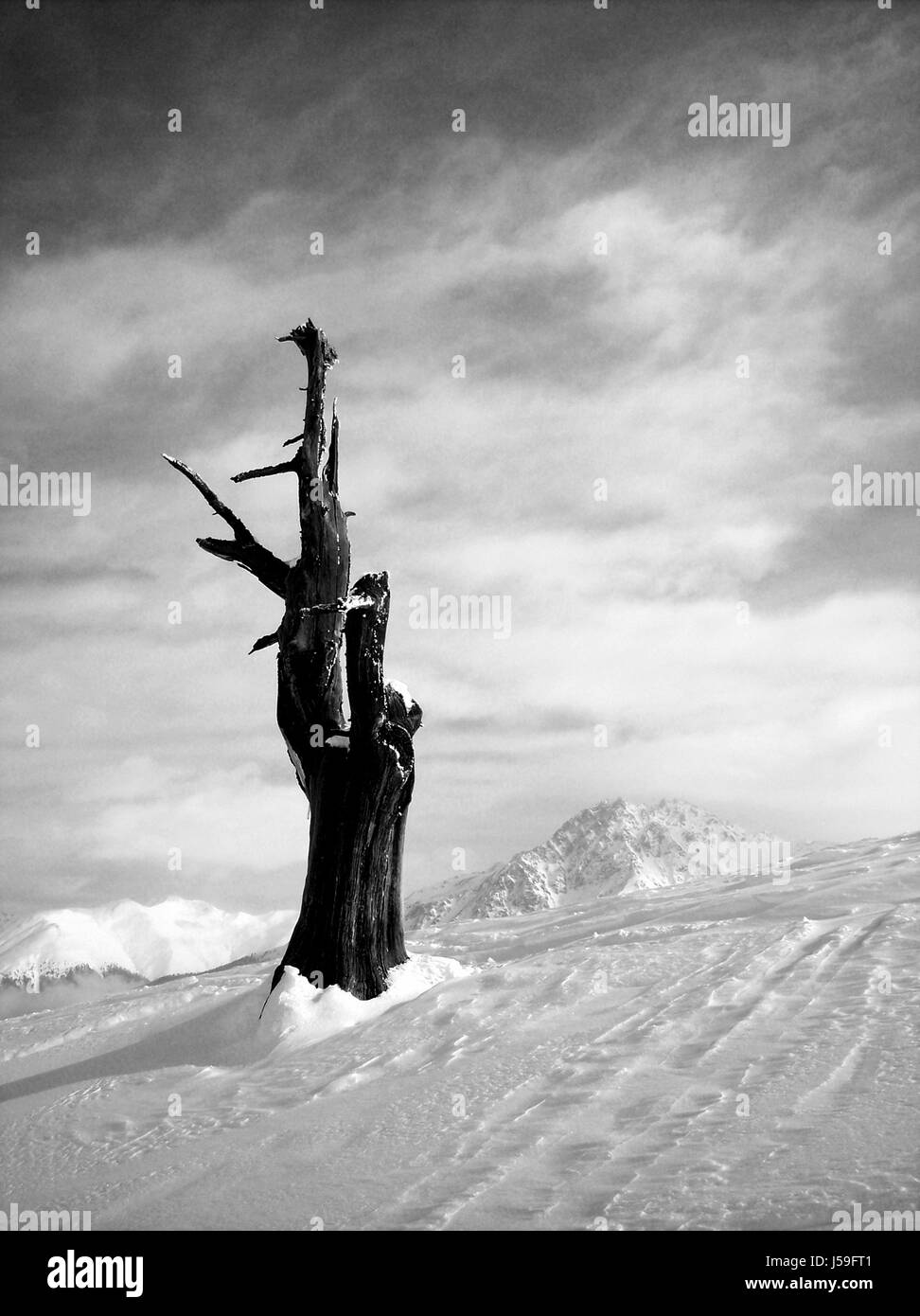 Baum Urlaub Ferien Urlaub Ferien Holz Stamm Alpen Süd Tirol radio Stockfoto