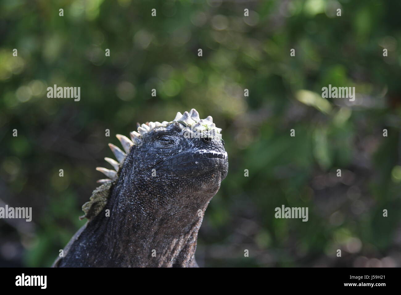 Zen-Iguana Stockfoto