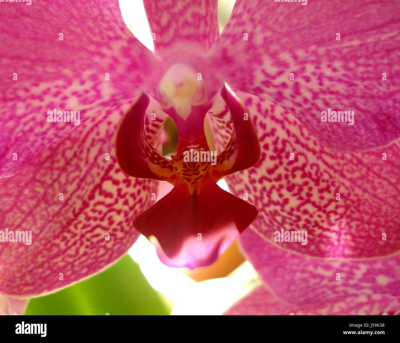 die Königin der Blumen Stockfoto