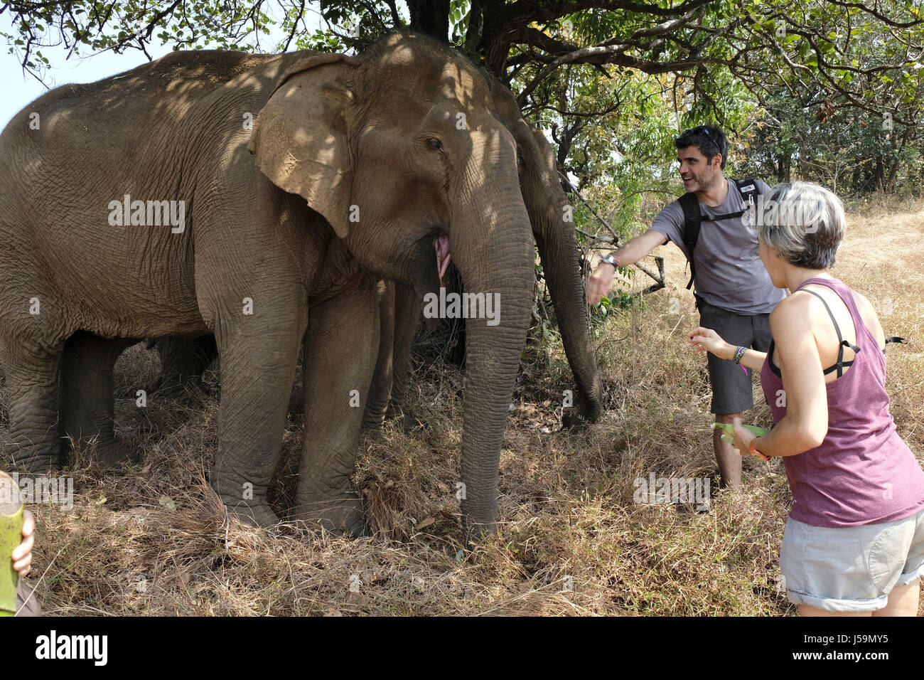 Touristen mit rehabilitierten Elefanten im Mondulkiri Elephant & Wildlife Sanctuary von L.E.A.F Cambodia, Mondulkiri, Kambodscha, Asien Stockfoto