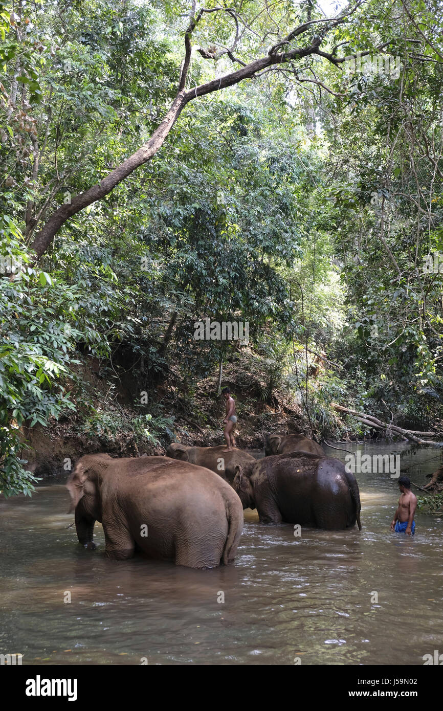 Einheimische waschen rehabilitierte Elefanten im Mondulkiri Elephant & Wildlife Sanctuary, das von L.E.A.F Cambodia, Mondulkiri, Kambodscha, Asien betrieben wird Stockfoto