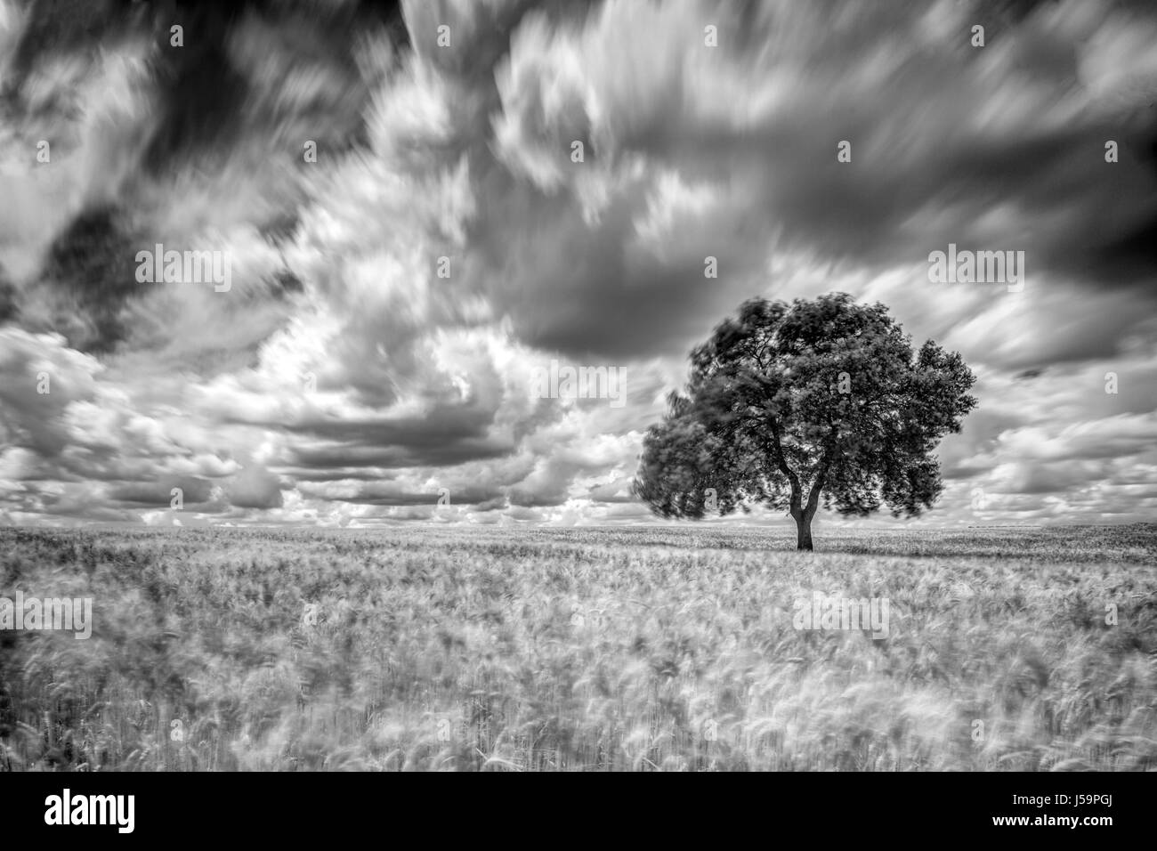 Steineiche auf einem Reifen Weizenfeld an einem windigen Tag, Huevar del Aljarafe, Sevilla, Spanien. Langzeitbelichtung geschossen, B&W Version. Stockfoto