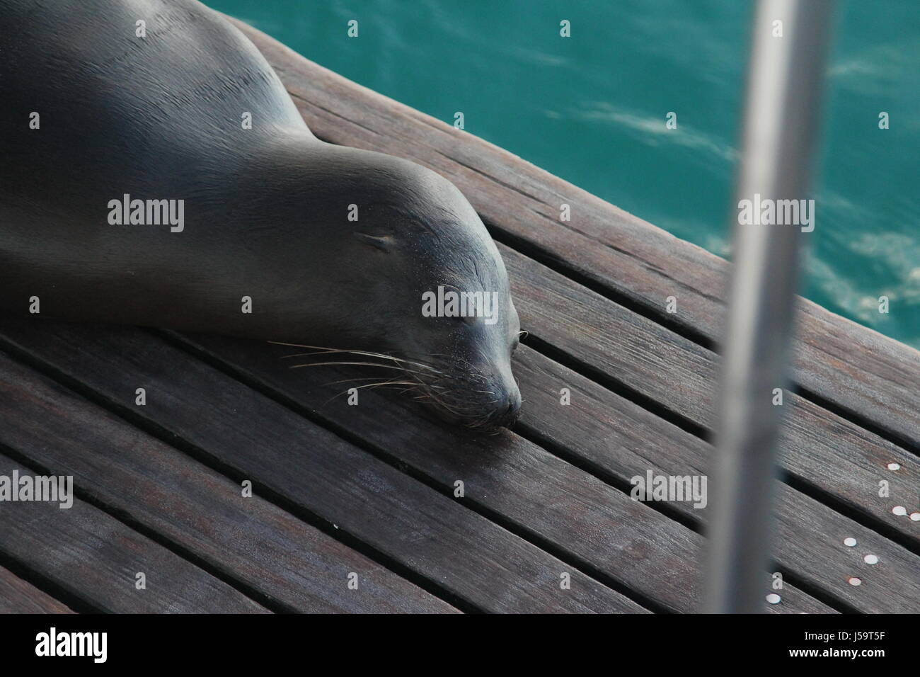 Seelöwen auf Deck Stockfoto