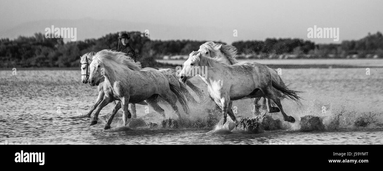 Weißen Camargue-Pferde laufen in die Sümpfe Naturschutzgebiet. Parc Regional de Camargue. Frankreich. Der Provence. Eine gute illustration Stockfoto