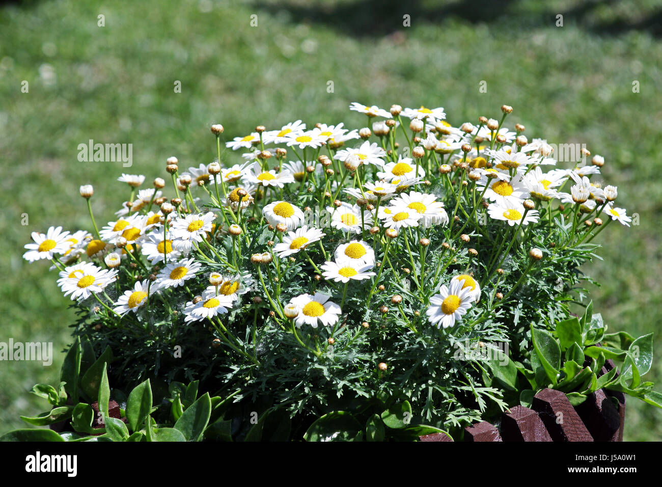Blumen, Pflanzen, Gartenarbeit und Arrangements, Frühling, Sommer, Kroatien, 43 Stockfoto