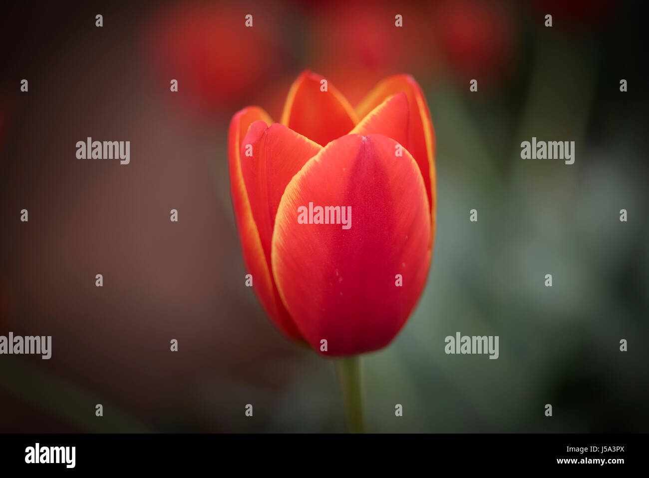 Eine Nahaufnahme Makro Blick auf eine helle rote farbige Tulpe mit gelben farbigen Kanten. Zwei getönten Tulpe. Dual Color Tulpe. Stockfoto